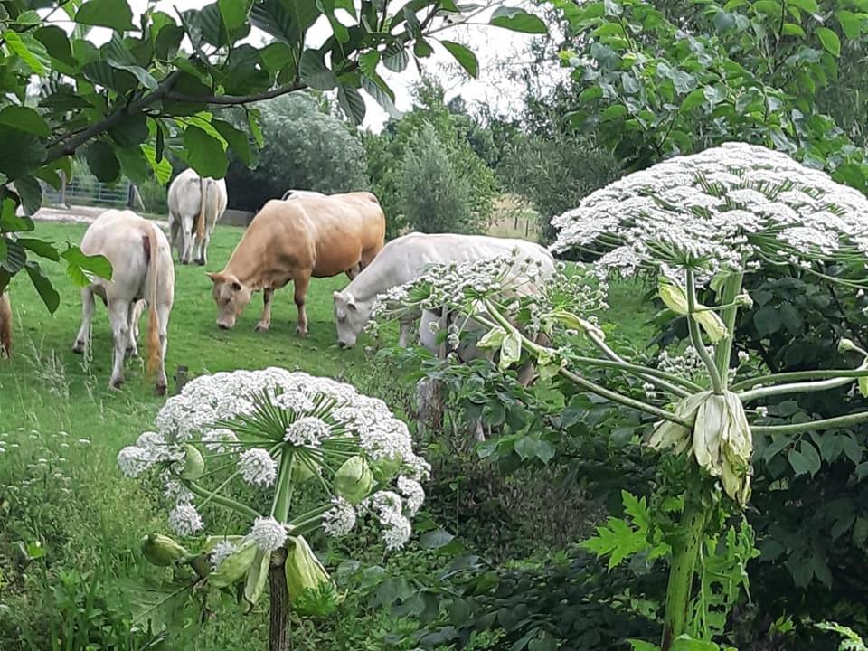 Hotel Berg En Dal Epen Eksteriør billede